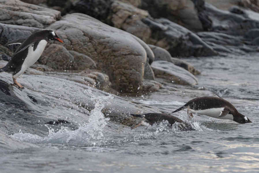 Pingüino Papua o Gentoo - Antártida 11.jpg
